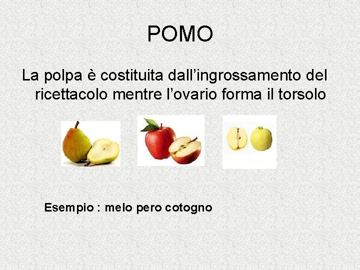 POMO La polpa è costituita dall’ingrossamento del ricettacolo mentre l’ovario forma il torsolo Esempio