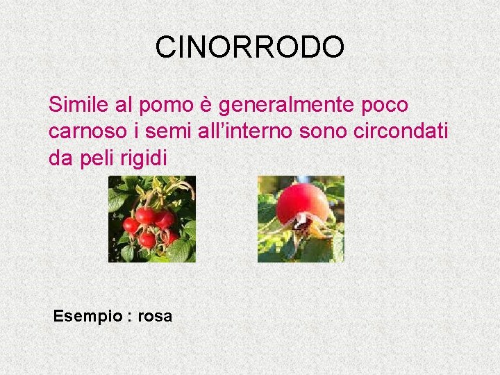 CINORRODO Simile al pomo è generalmente poco carnoso i semi all’interno sono circondati da