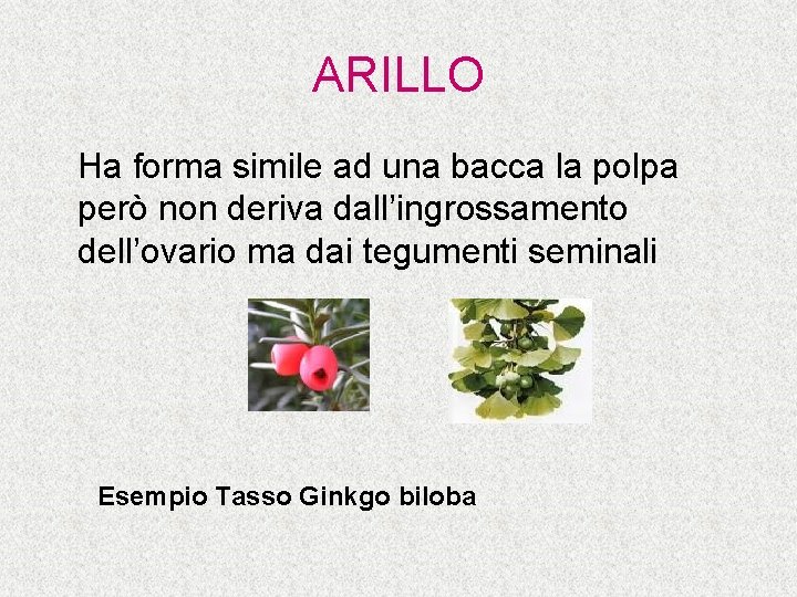 ARILLO Ha forma simile ad una bacca la polpa però non deriva dall’ingrossamento dell’ovario