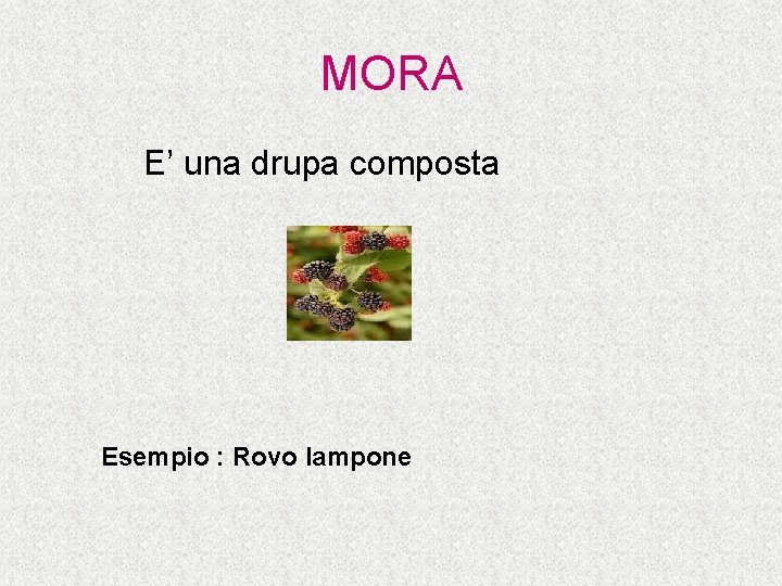 MORA E’ una drupa composta Esempio : Rovo lampone 