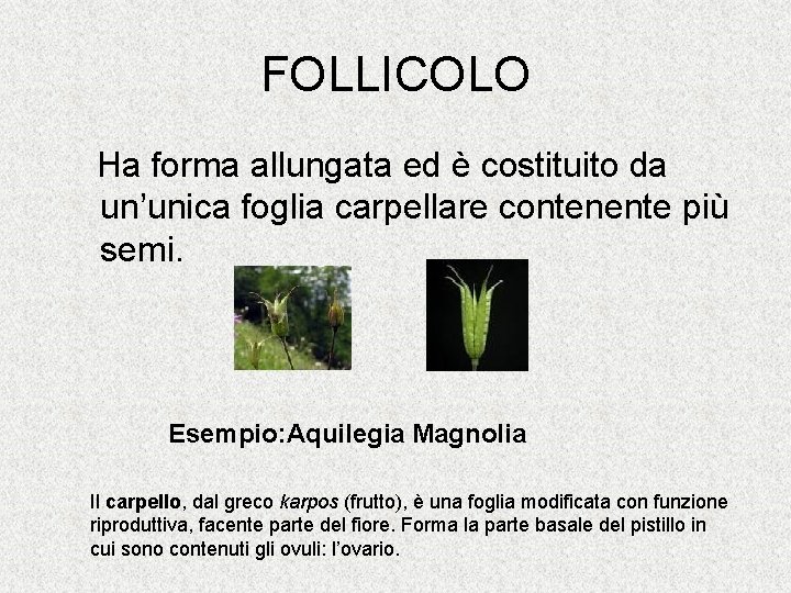 FOLLICOLO Ha forma allungata ed è costituito da un’unica foglia carpellare contenente più semi.