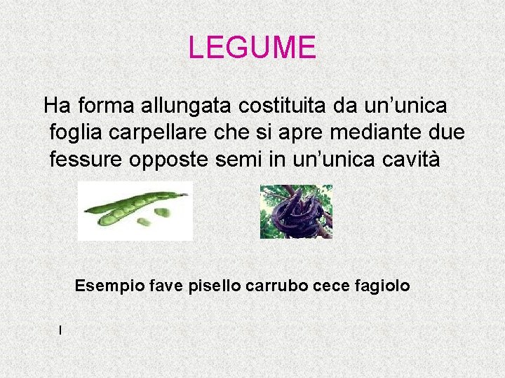 LEGUME Ha forma allungata costituita da un’unica foglia carpellare che si apre mediante due