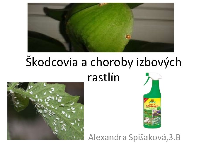 Škodcovia a choroby izbových rastlín Alexandra Spišaková, 3. B 