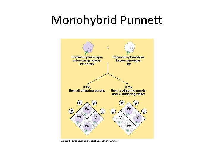 Monohybrid Punnett 
