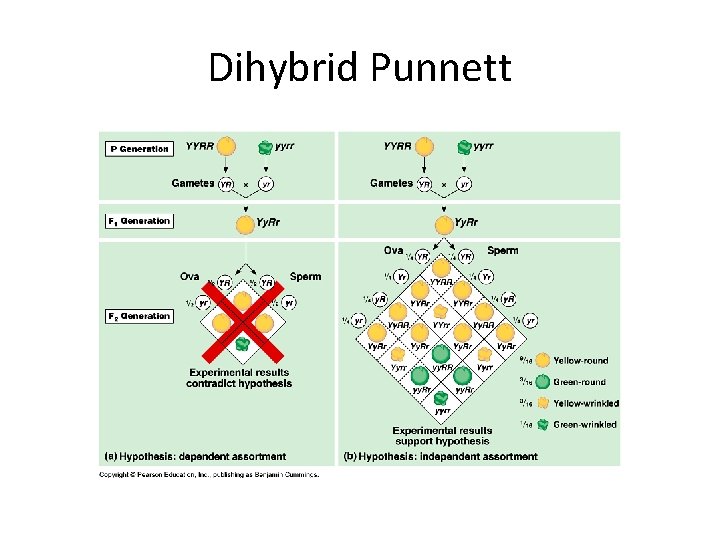Dihybrid Punnett 