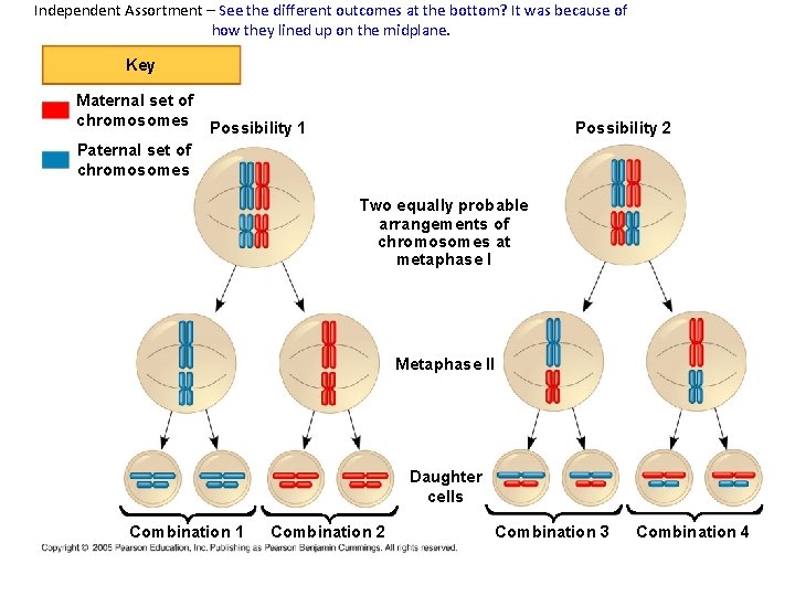 Independent Assortment – See the different outcomes at the bottom? It was because of