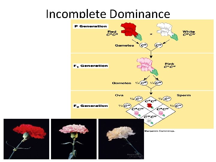 Incomplete Dominance 
