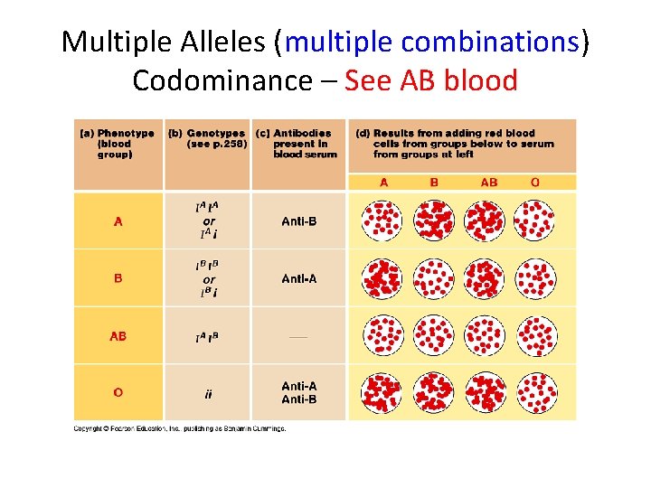 Multiple Alleles (multiple combinations) Codominance – See AB blood 