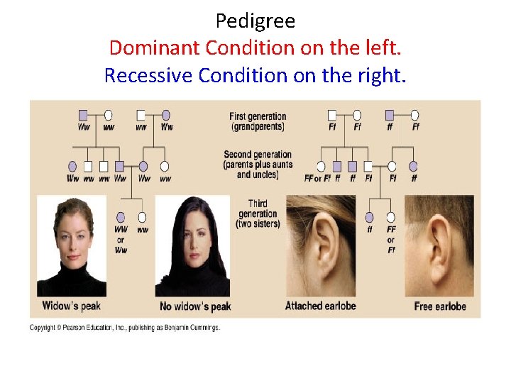 Pedigree Dominant Condition on the left. Recessive Condition on the right. 