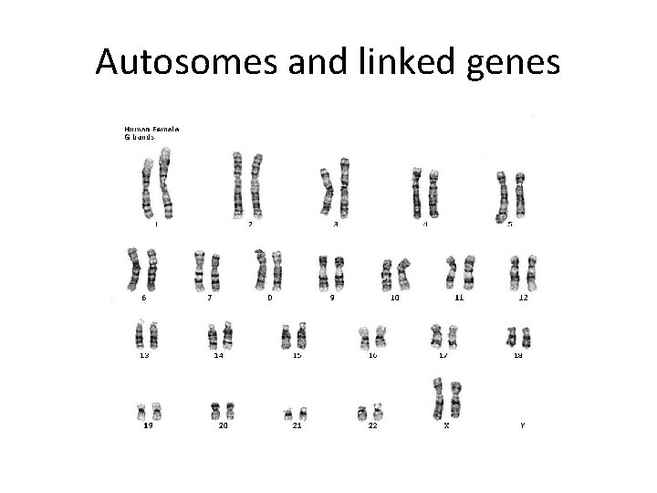 Autosomes and linked genes 
