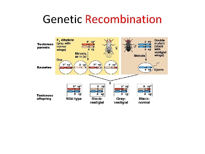 Genetic Recombination 
