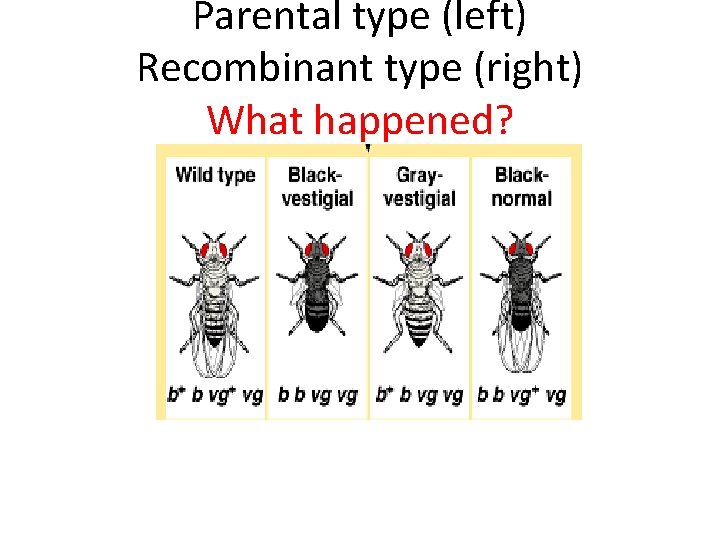Parental type (left) Recombinant type (right) What happened? 
