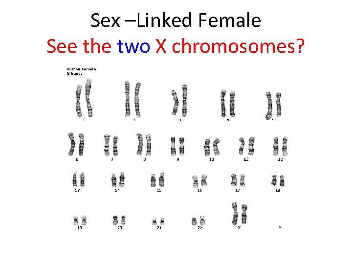 Sex –Linked Female See the two X chromosomes? 
