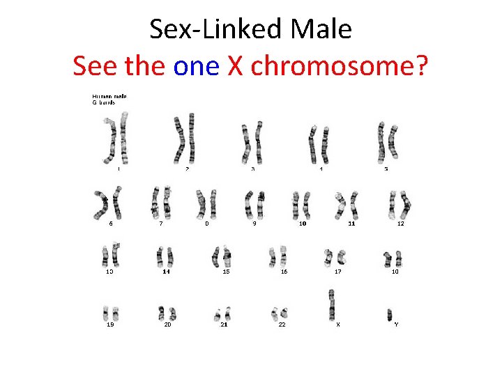 Sex-Linked Male See the one X chromosome? 