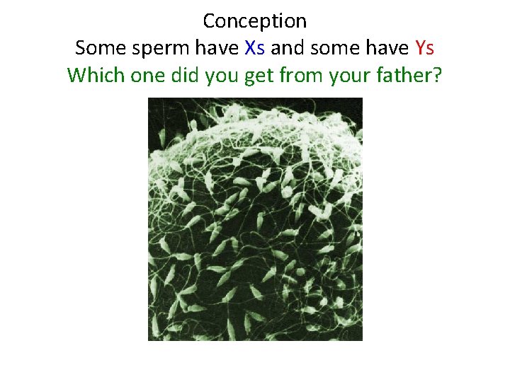 Conception Some sperm have Xs and some have Ys Which one did you get