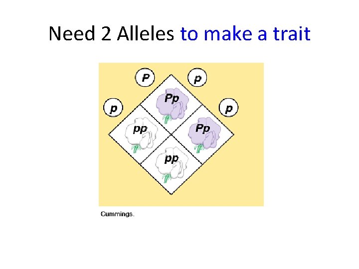 Need 2 Alleles to make a trait 