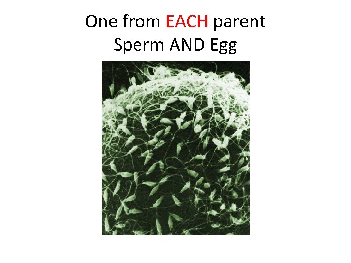 One from EACH parent Sperm AND Egg 