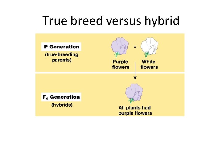 True breed versus hybrid 