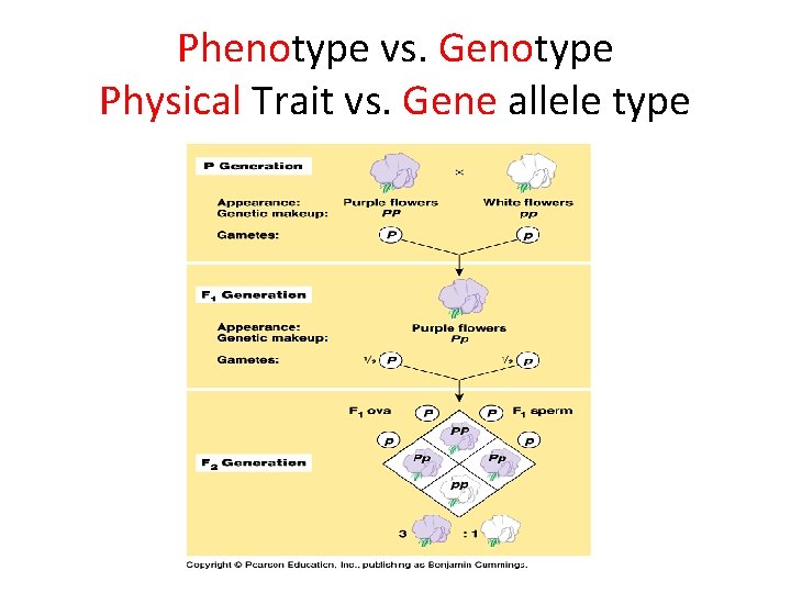 Phenotype vs. Genotype Physical Trait vs. Gene allele type 