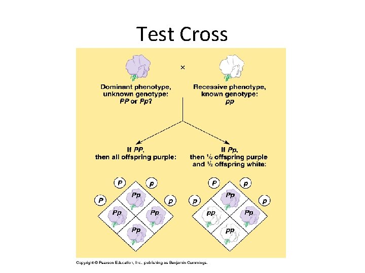 Test Cross 