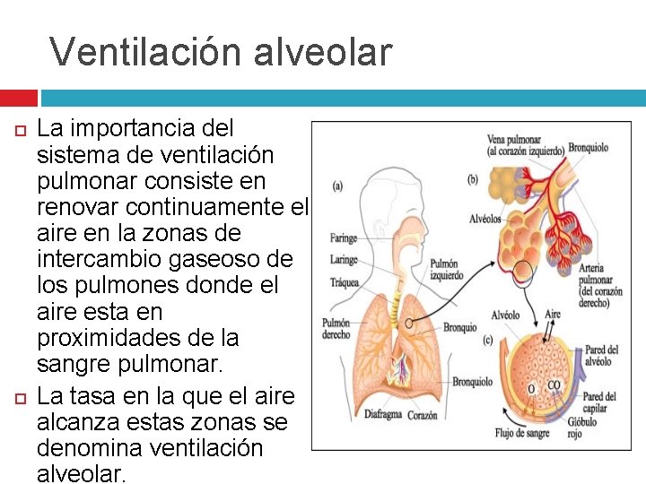 Ventilación alveolar La importancia del sistema de ventilación pulmonar consiste en renovar continuamente el