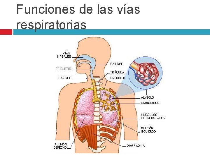 Funciones de las vías respiratorias 
