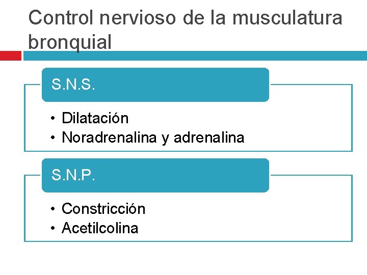 Control nervioso de la musculatura bronquial S. N. S. • Dilatación • Noradrenalina y