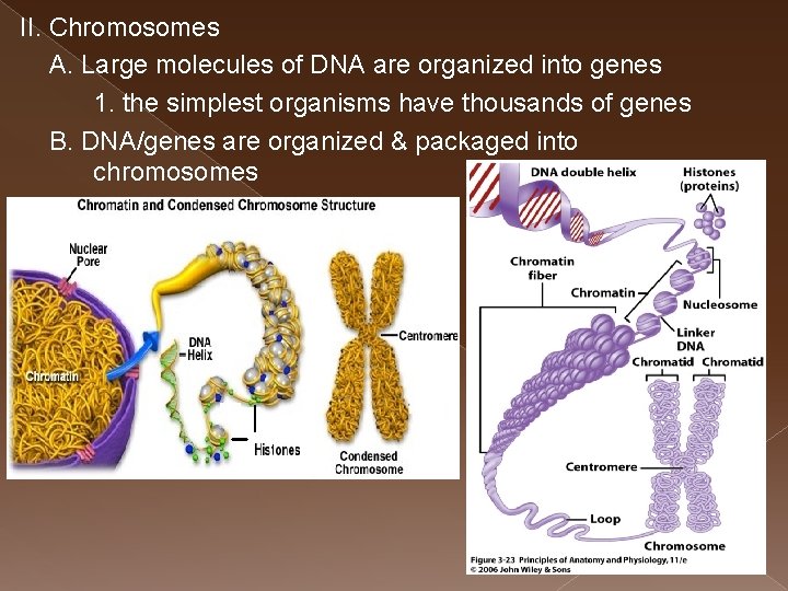 II. Chromosomes A. Large molecules of DNA are organized into genes 1. the simplest