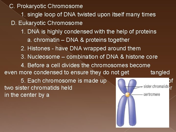 C. Prokaryotic Chromosome 1. single loop of DNA twisted upon itself many times D.