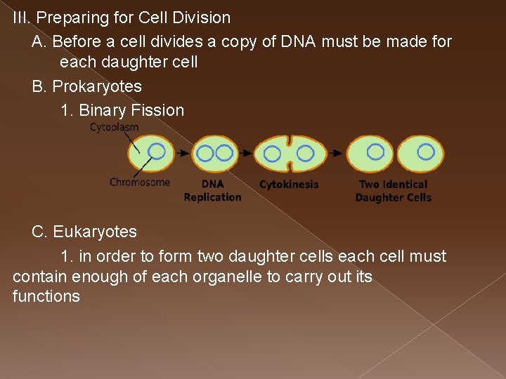 III. Preparing for Cell Division A. Before a cell divides a copy of DNA