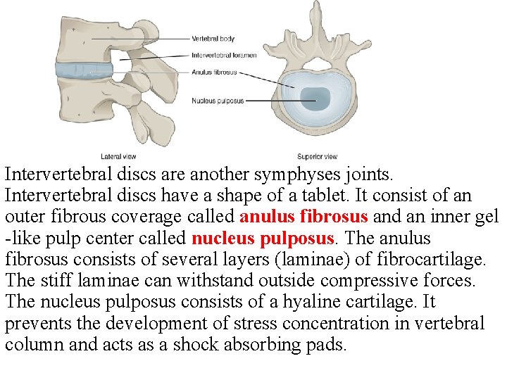 Intervertebral discs are another symphyses joints. Intervertebral discs have a shape of a tablet. Intervertebral discs are another symphyses joints. Intervertebral discs have a shape of a tablet.