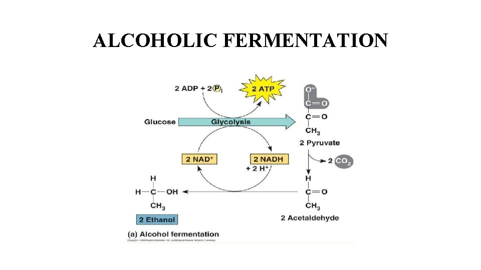 ALCOHOLIC FERMENTATION 