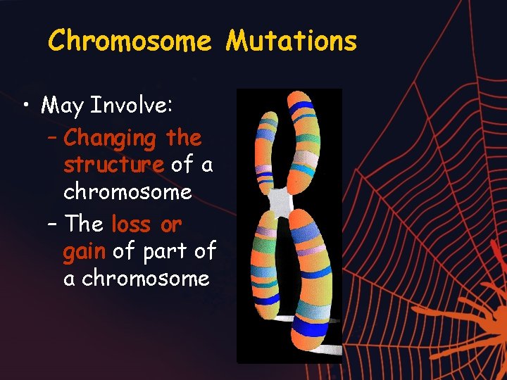 Chromosome Mutations • May Involve: – Changing the structure of a chromosome – The