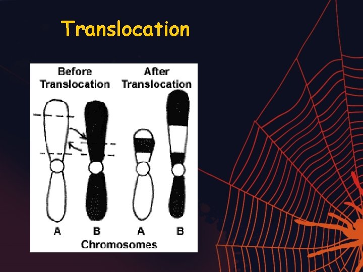 Translocation 