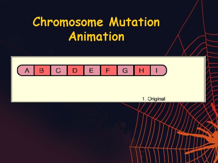 Chromosome Mutation Animation 