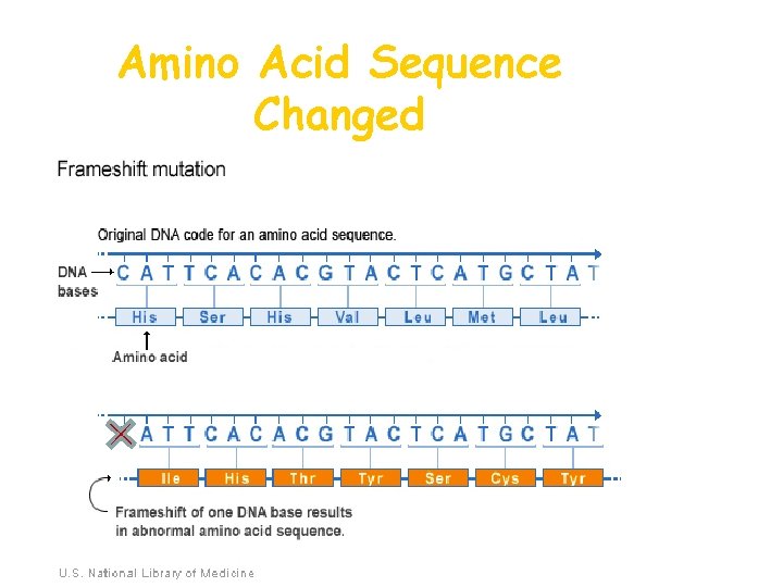 Amino Acid Sequence Changed 