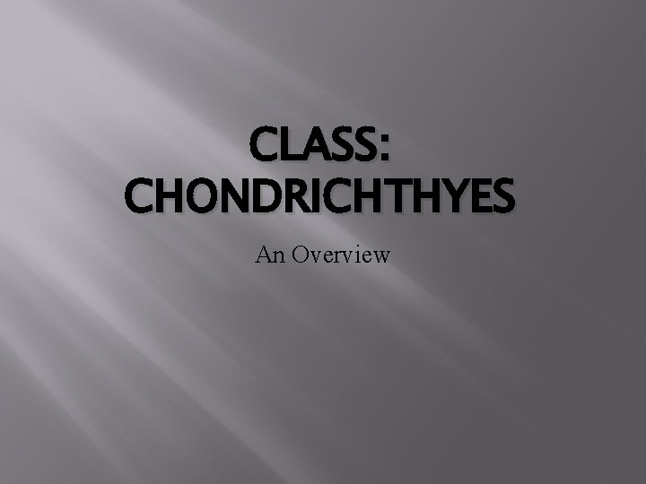CLASS: CHONDRICHTHYES An Overview 
