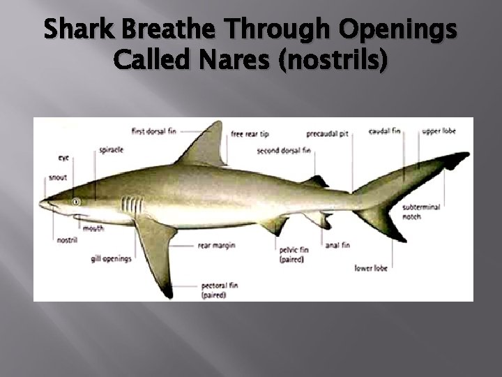 Shark Breathe Through Openings Called Nares (nostrils) 