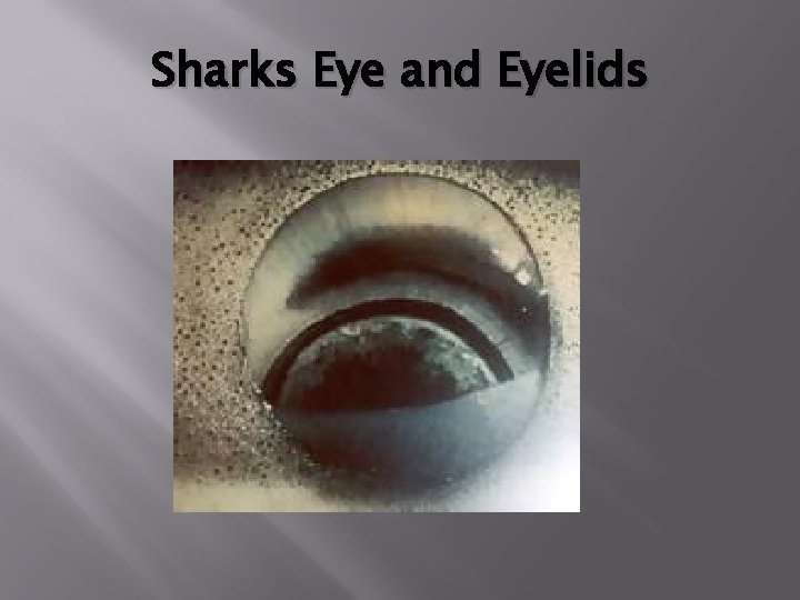 Sharks Eye and Eyelids 