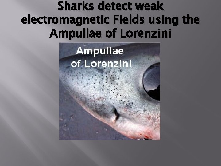 Sharks detect weak electromagnetic Fields using the Ampullae of Lorenzini 