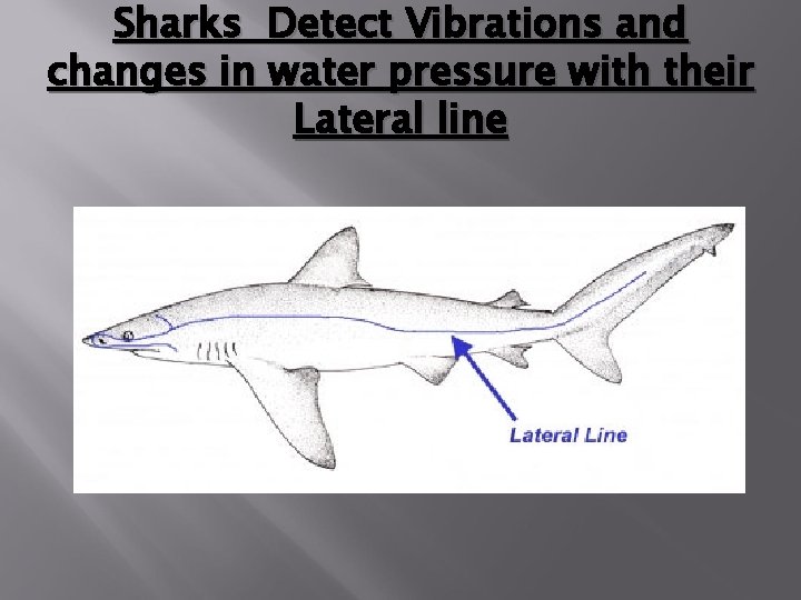 Sharks Detect Vibrations and changes in water pressure with their Lateral line 
