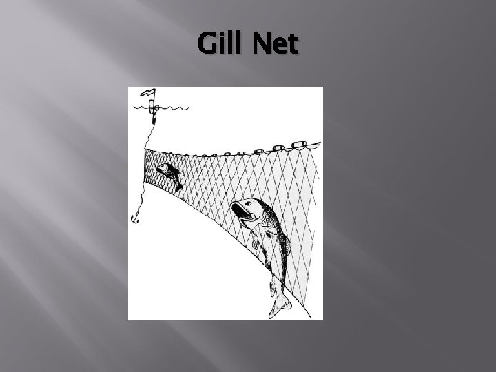 Gill Net 