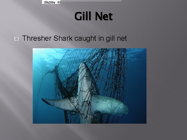 Gill Net � Thresher Shark caught in gill net 