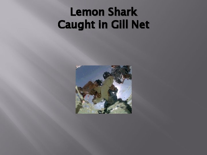 Lemon Shark Caught in Gill Net 