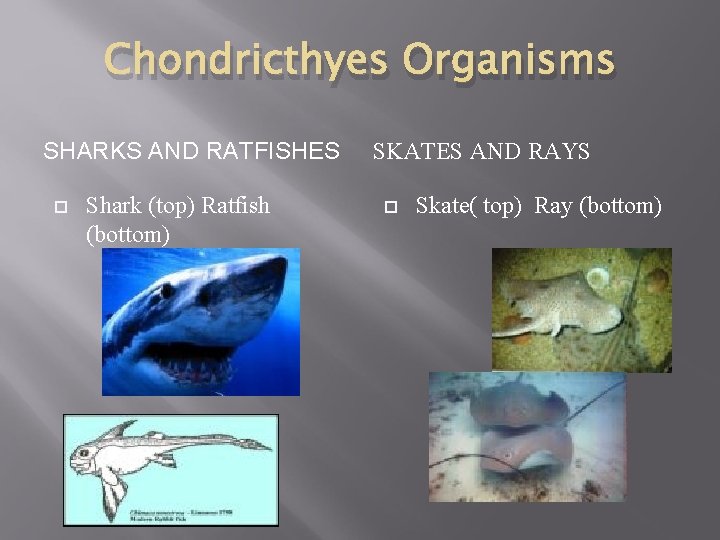 Chondricthyes Organisms SHARKS AND RATFISHES Shark (top) Ratfish (bottom) SKATES AND RAYS Skate( top)