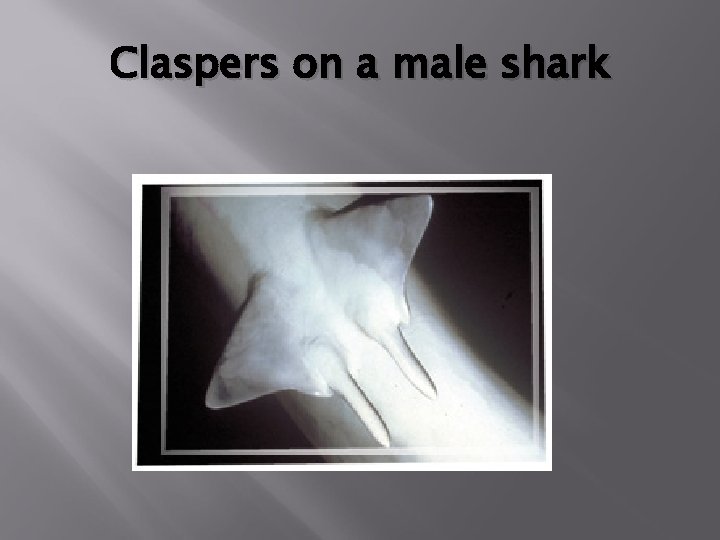 Claspers on a male shark 