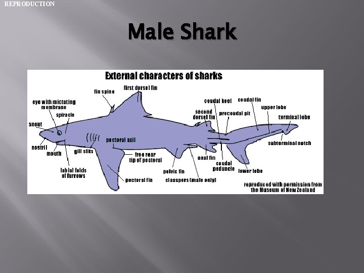 REPRODUCTION Male Shark • a. 