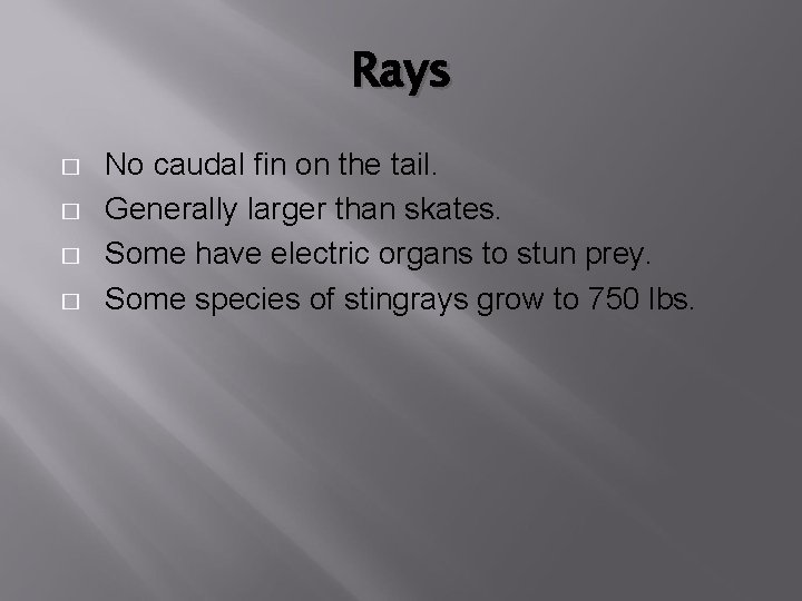 Rays � � No caudal fin on the tail. Generally larger than skates. Some