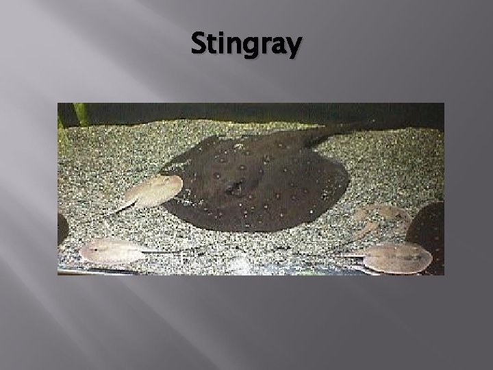 Stingray 