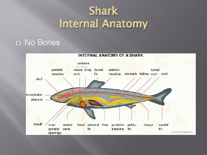 Shark Internal Anatomy � No Bones 